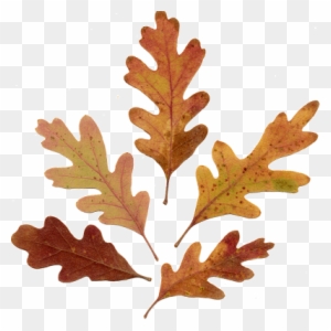 Acorn Leaf Drawing Download - Oak Leaves