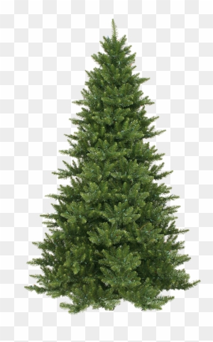 Xmas Pine Tree Png 10 By Iamszissz - Fraser Fir Artificial Christmas Tree