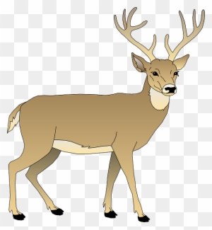 Free Image On Pixabay Deer Male Animal Mammal Antlers - White Tailed Deer Clipart