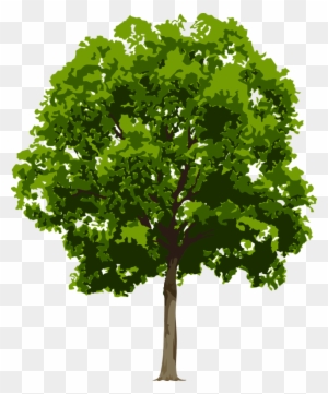 Clip Art Of Various Trees In A Realistic Fashion - Tree Png High Resolution