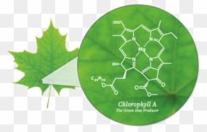 The Changing Colors - Chlorophyll In A Leaf