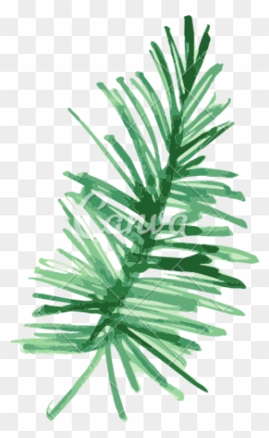Pine Fir Leaf Plant Watercolor Painting - Tropical Plants Png Water Color Transparent