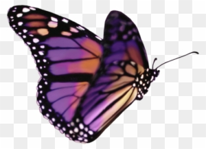 Png Kelebek Resimleri, Butterfly Png İmages, Kelebek - Transparent Background Butterfly Gif