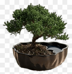 Juniper Bonsai Png - Best Plant For Office Desk