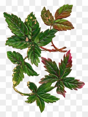 Leaves Image - Digital Leaf Png