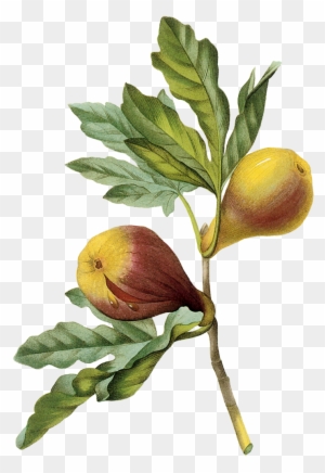 fig fruits images clipart
