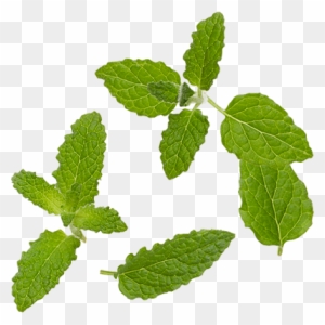 Organic Mint - Peppermint Leaves Png