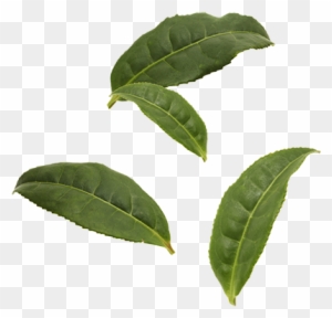 Organic Black Tea Leaves - Box Elder Tree Leaf