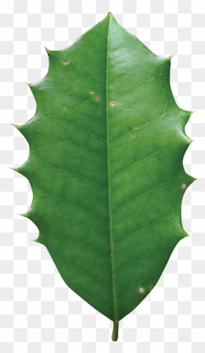 Simple - American Holly Tree Leaf