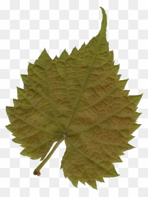 Leaf Texture Mapping Tree Color - Leaf