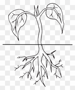 Plant Life Cycle Free Clip Art - Free Transparent PNG Clipart Images ...