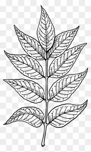 Ash Leaves Clip Art - Neem Tree Leaf Drawing