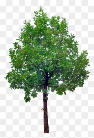 Oak Tree Cutout - Tree Stock