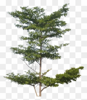 Trees Png High Resolution