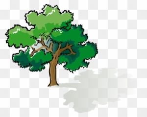 Oak Color Plant Tree Ecology Environment N - Tree Shade Clipart