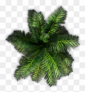 Palm Tree Top View Png With Plants Top View Png - Palm Tree Top View Png