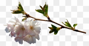 Prunus, Branch, Png, Graphics, Clipping, Plant - Flowering Cherry Branch Png