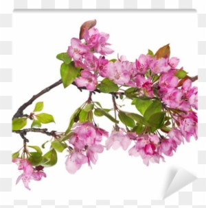 Larhe Pink Apple-tree Blossoming Branch Wall Mural - Tree