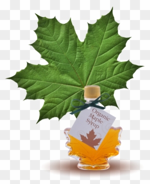100% Pure Organic Maple Syrup Maple Leaf Bottle - Green Maple Leaf
