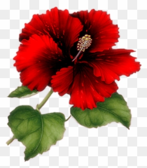 Red Flower Png Index Of /users/tbalze/flower/png - Red Hibiscus Flower Png