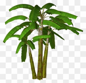 Free High Resolution Graphics And Clip Art - Banana Tree Images In Hd