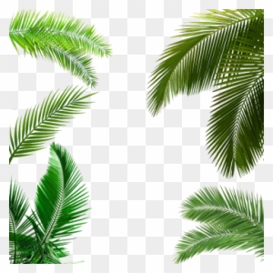 Palm Tree Leaf, Palm Tree Leaf, Palm Tree Transparent - Palm Tree Leaf Png
