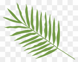 Palma Leaf Arecaceae Clip Art - Palm Leaf Png