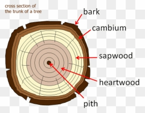 The Cambium Layer Transports Water And Food Up The - Parts Of A Tree Trunk