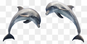 Dolphin Png Transparent Images - Can You Tell A Dolphin From A Porpoise?