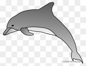 Bottlenose Dolphin Clipart - Bottlenose Dolphin Drawing