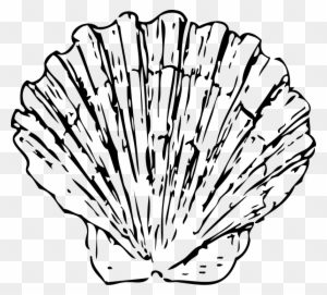 Scallop Shell Clip Art Transparent Png Clipart Images Free Download Clipartmax