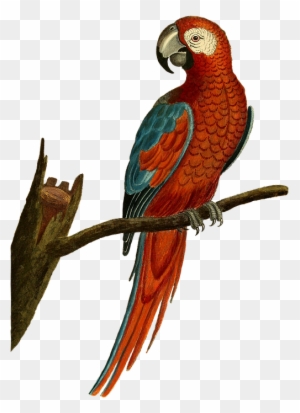 Parrot Australian Cockatoo Cartoon Vector Illustration - Vintage Parrot Illustration