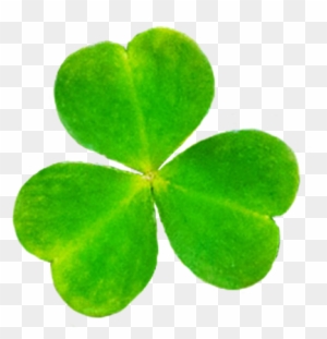 Heart Of Shamrock, Leaf Of Shamrock For St - Shamrock