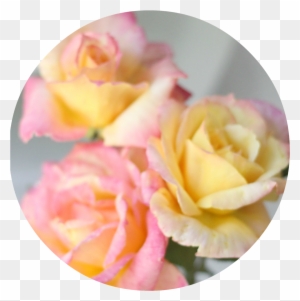 This Is A Hybrid Tea Rose Called Broadway With Shades - Pinky Yellow Rose Called