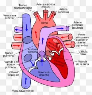 Diagram Of The Human Heart - Flow Of Blood Through The Heart - Free