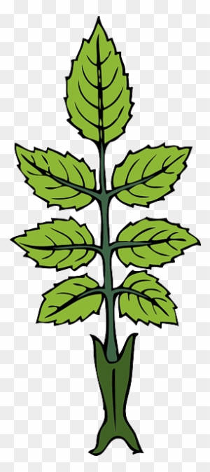 Green, Leaf, Rose, Branch, Tea, Wild, Leaves, Bush - Draw A Mint Plant