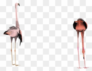 Silly Flamingo 3d Stock Png - Birds Images In Transfarant