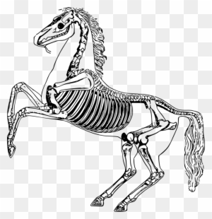 Free Skeleton Clipart Black And White Images Free Download - Horse Skeleton Drawing