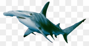 Mako Shark - Attacks - 10 - Fatalities - 1 - Non Fatalities - Hammerhead Shark