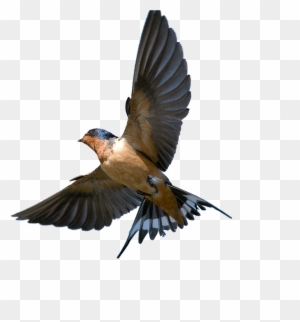 The Meaning And Symbolism Of The Word - Barn Swallow In Flight