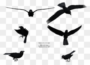 Madetobeunique 10 0 Free Stock Flying Black Raven By - Flight Raven Bird Silhouette