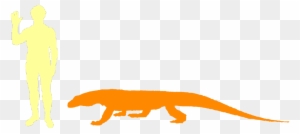 Komodo Dragons Are Carnivores - Dragon Compared To A Human