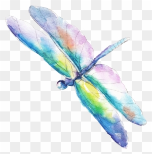 Home - Water Color Dragonflies Vector