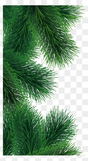 Christmas Fir Tree Png