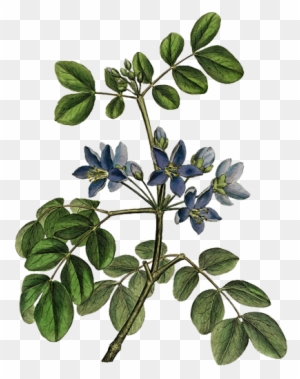 Christopher Columbus Clip Art, Transparent PNG Clipart Images Free