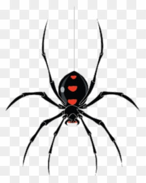 Spider Graphics Wallpaper - Black Widow Spider Hanging