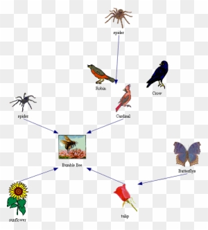 Image - Honey Bee Food Chain