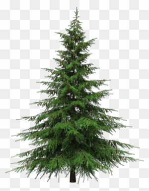 Healing Benefits Of Your Christmas Tree - Fir Tree Transparent Background