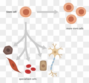 An Illustration Showing A Stem Cell Giving Rise To - Stem Cells And Specialised Cells