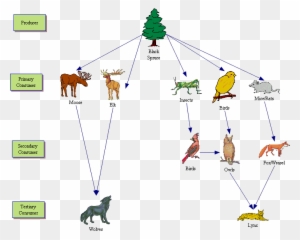 Taiga Biome Animal Food Web